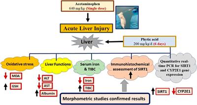 Phytic acid attenuates acetaminophen-induced hepatotoxicity via modulating iron-mediated oxidative stress and SIRT-1 expression in mice